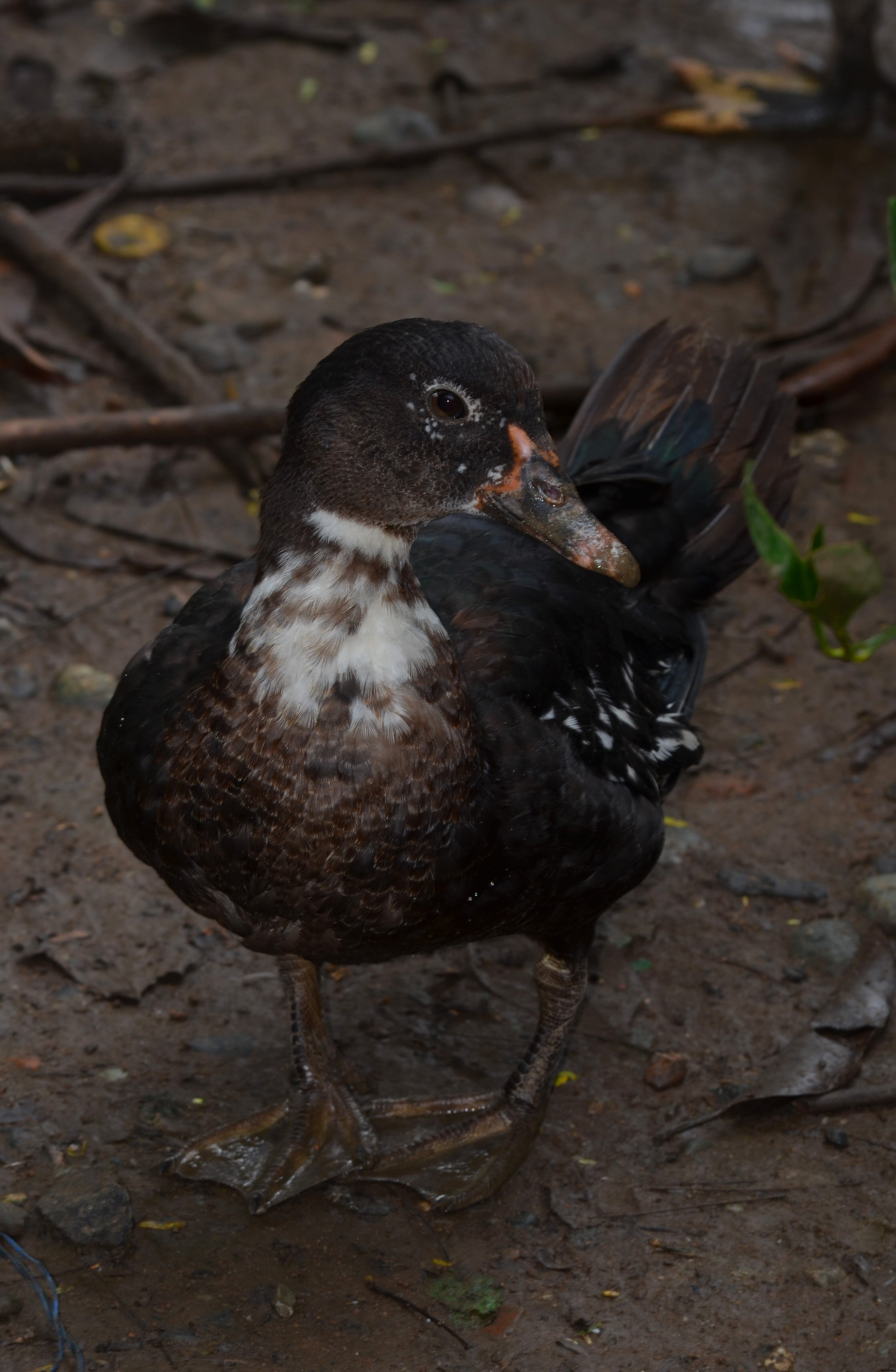 Time to 'give a duck': The Philippines duck industry