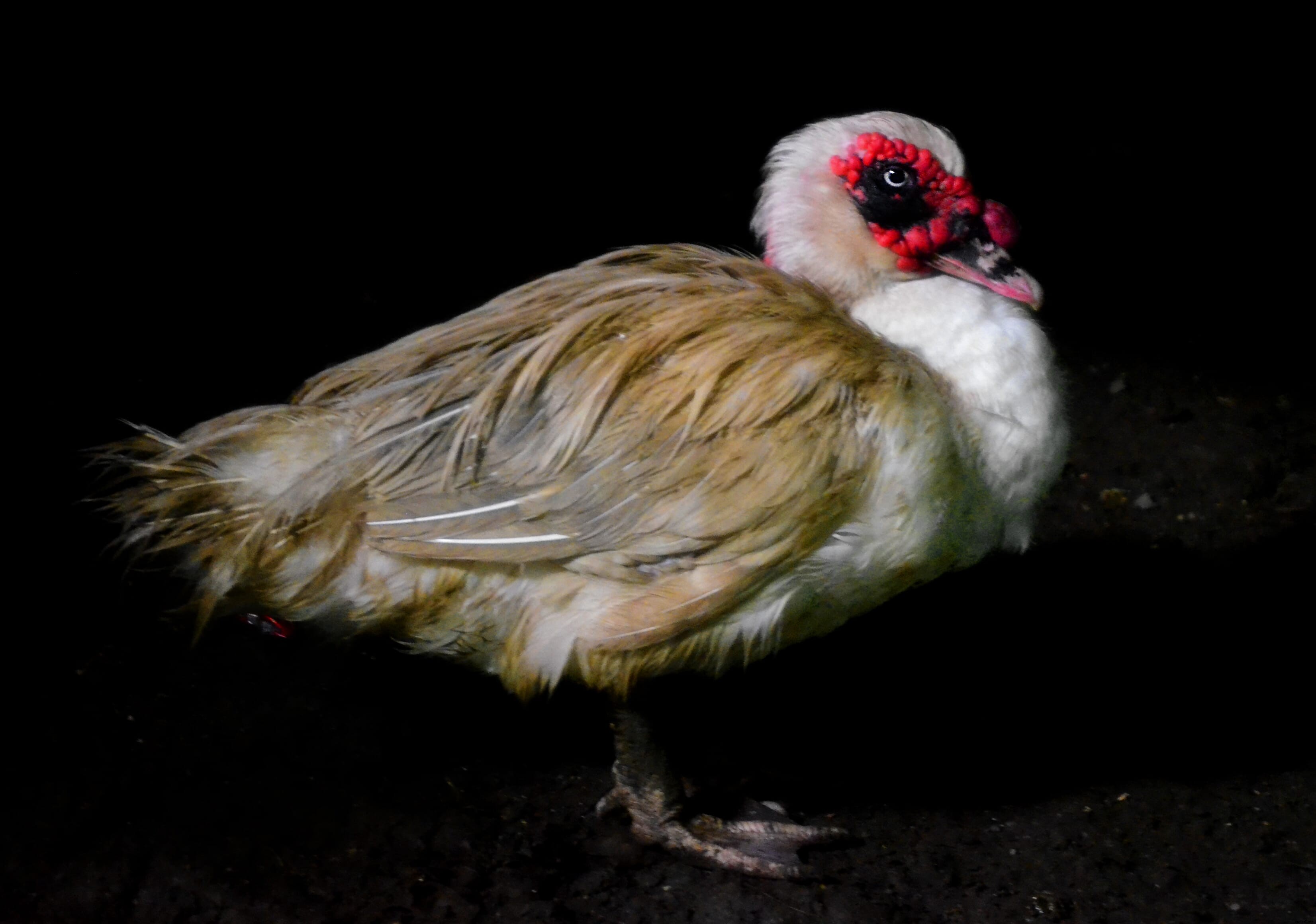 Time to 'give a duck': The Philippines duck industry