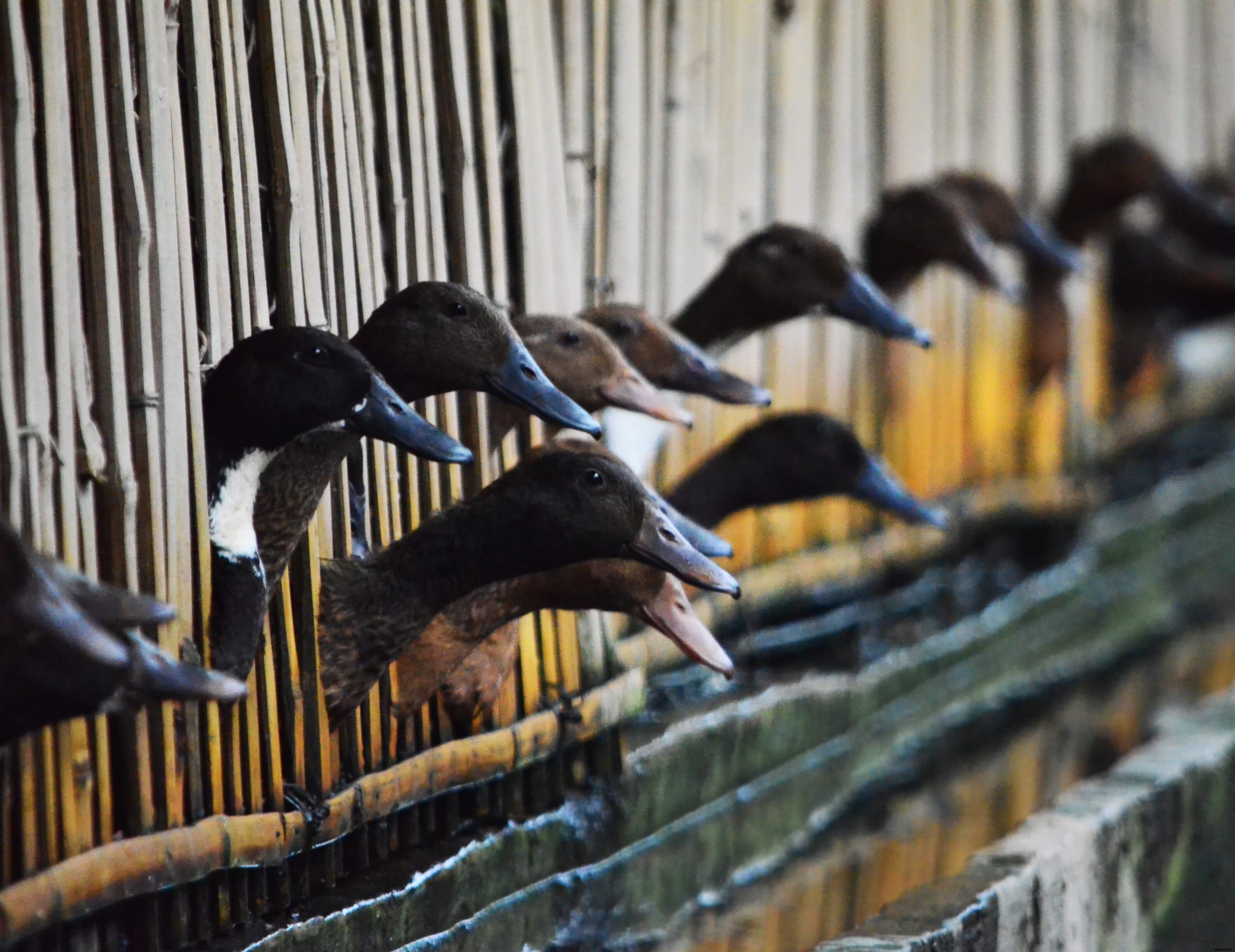 Time to 'give a duck': The Philippines duck industry