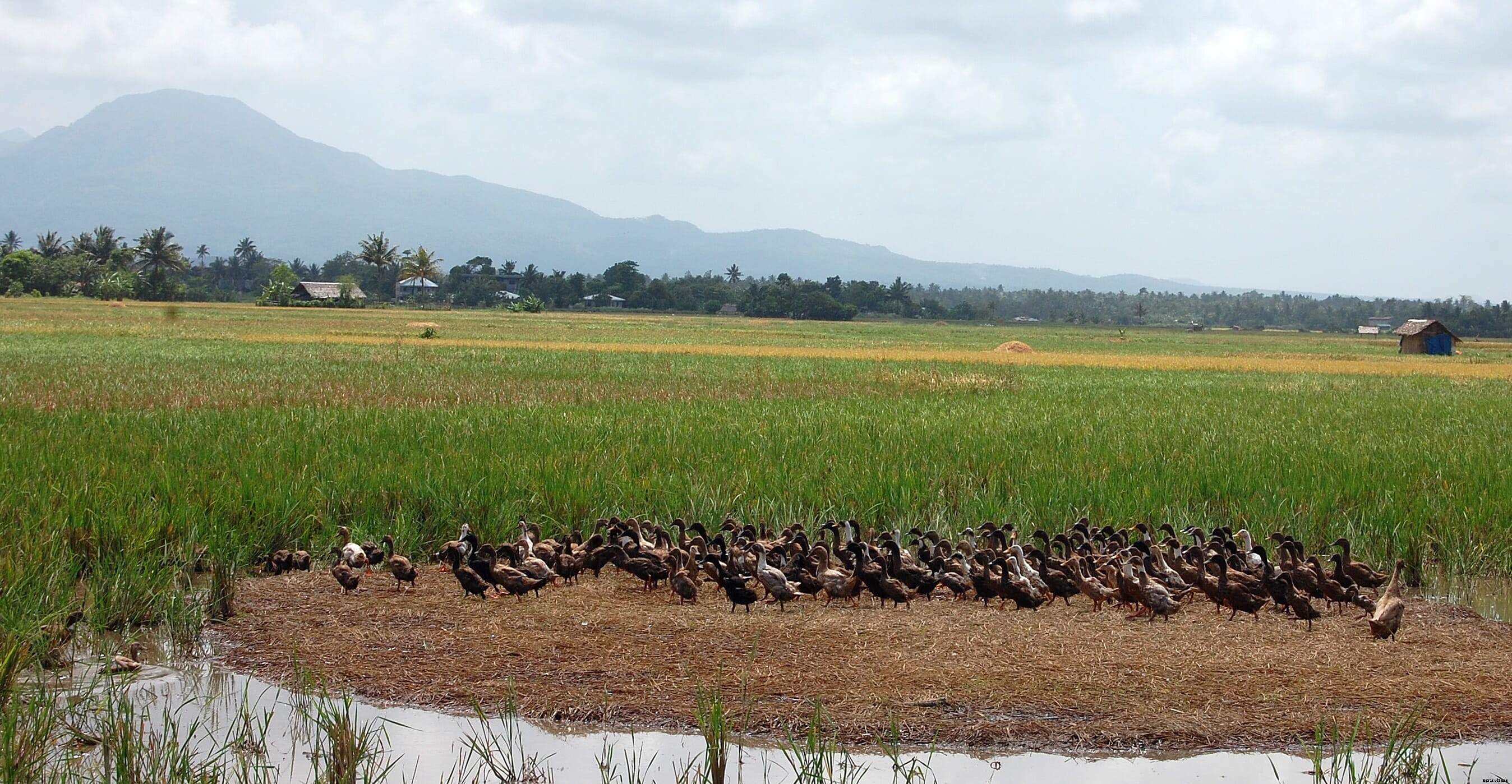 Time to 'give a duck': The Philippines duck industry