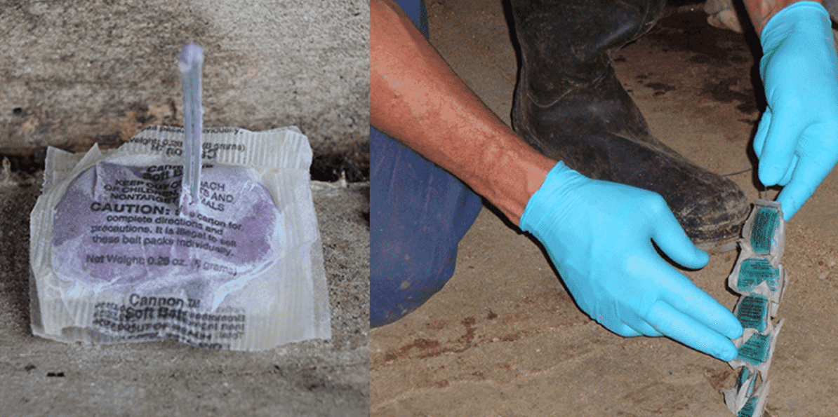 Rodent baiting strategies for extended downtime