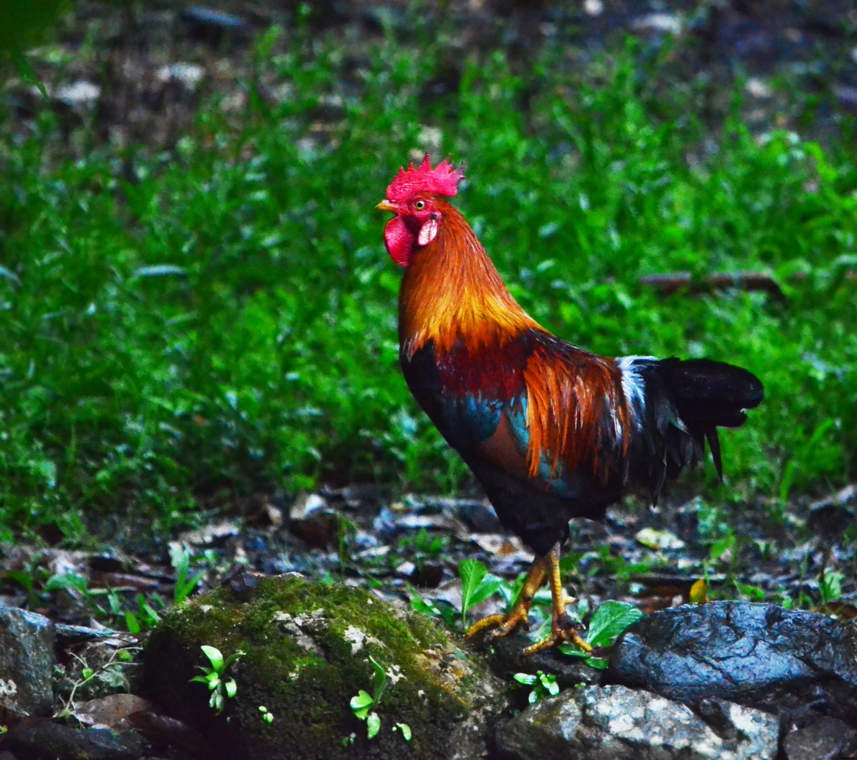 Farming heritage chicken breeds of the Philippines