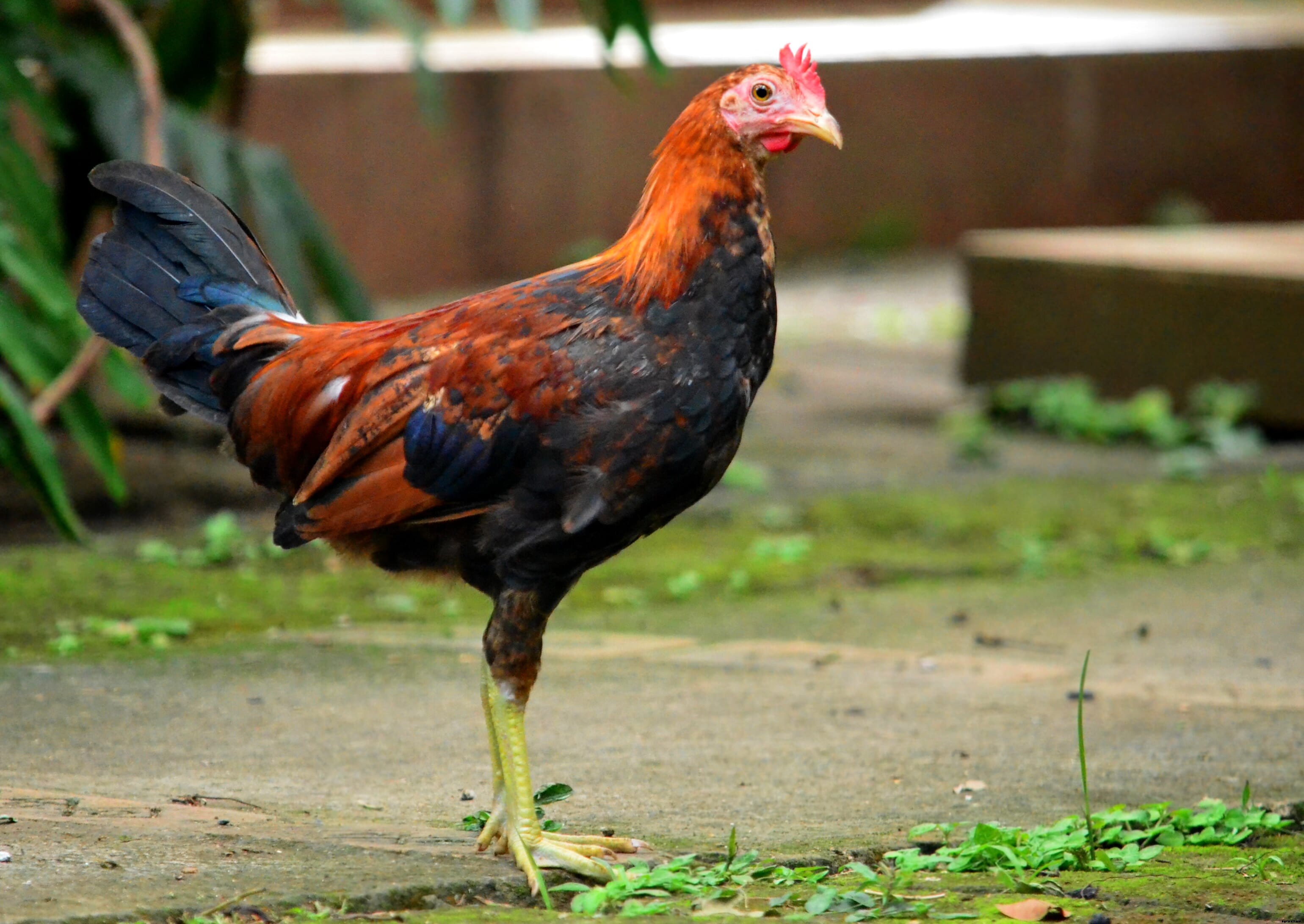 Farming heritage chicken breeds of the Philippines