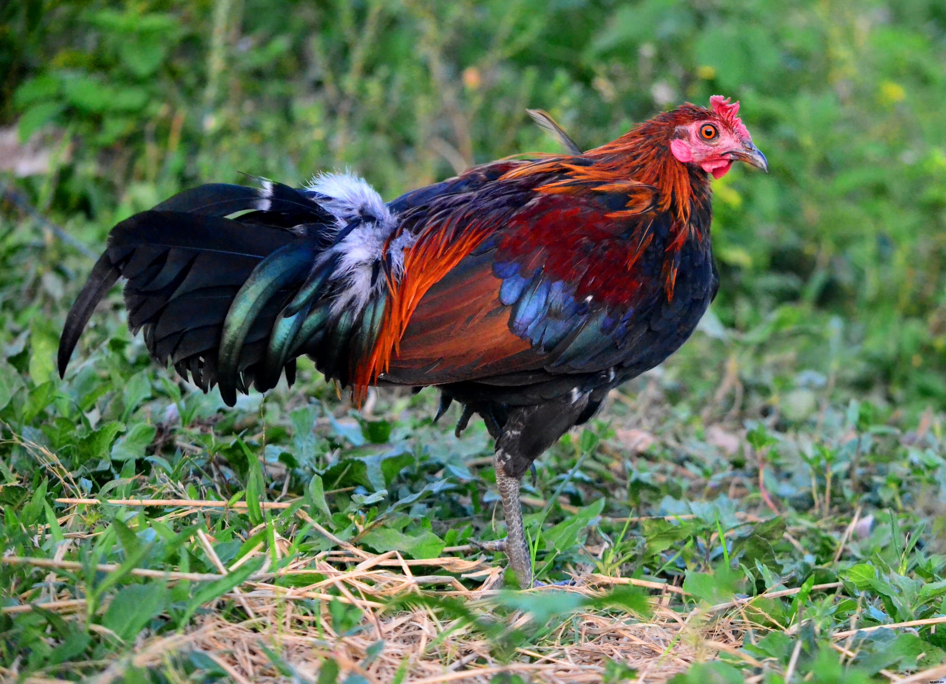 Farming heritage chicken breeds of the Philippines