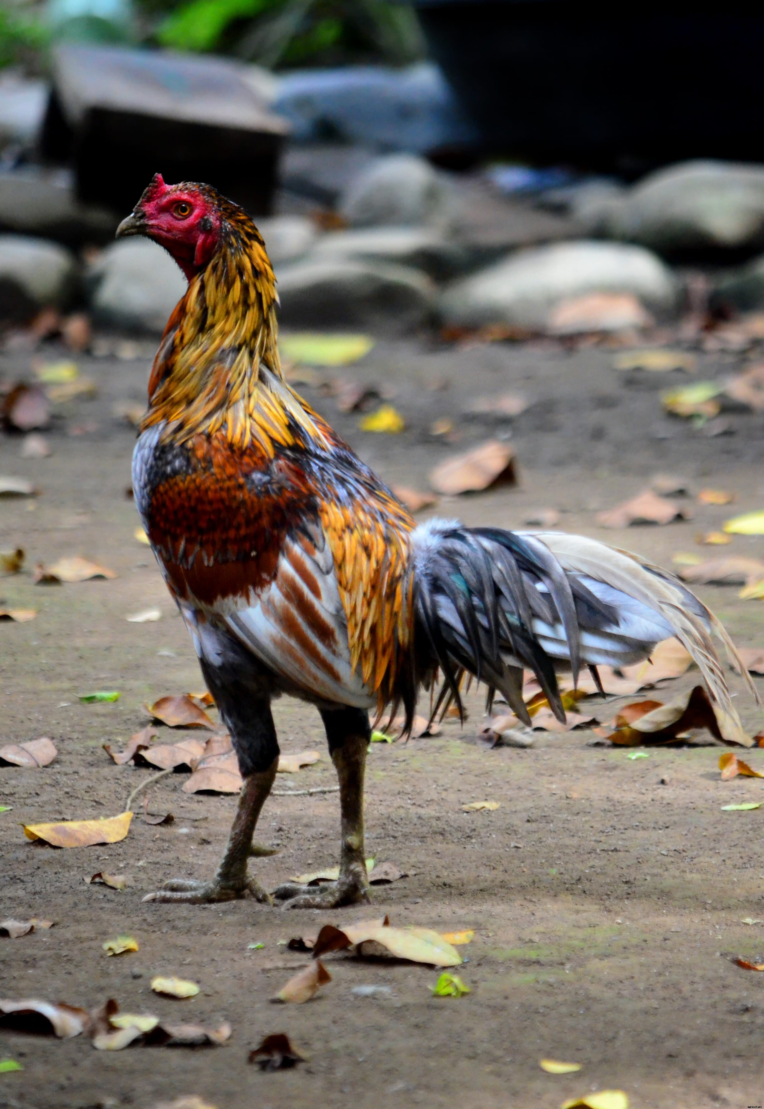Farming heritage chicken breeds of the Philippines