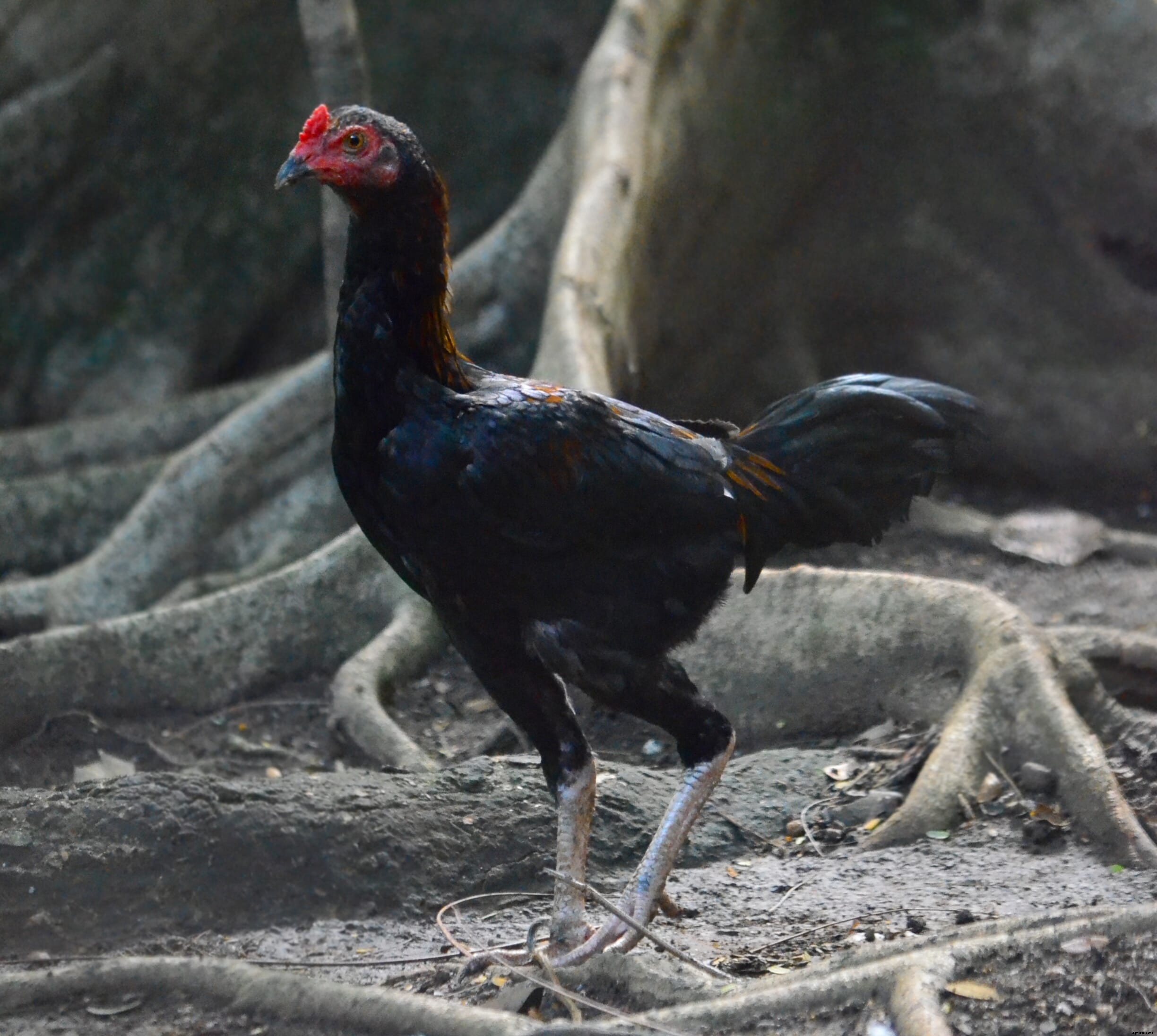 Farming heritage chicken breeds of the Philippines