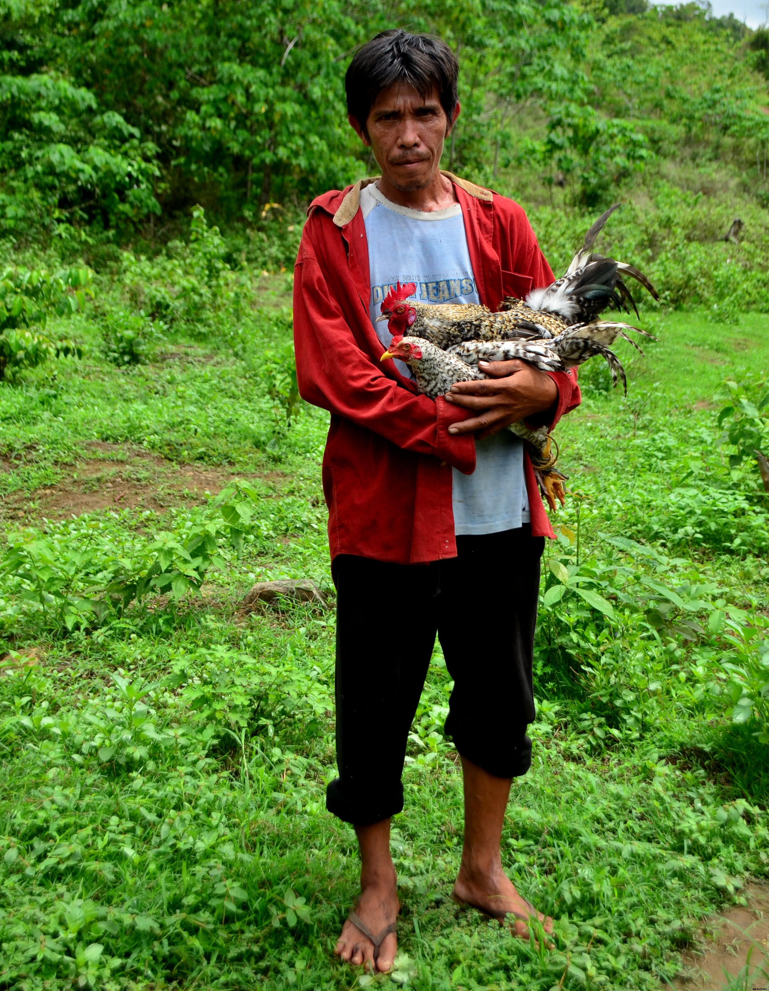 Farming heritage chicken breeds of the Philippines