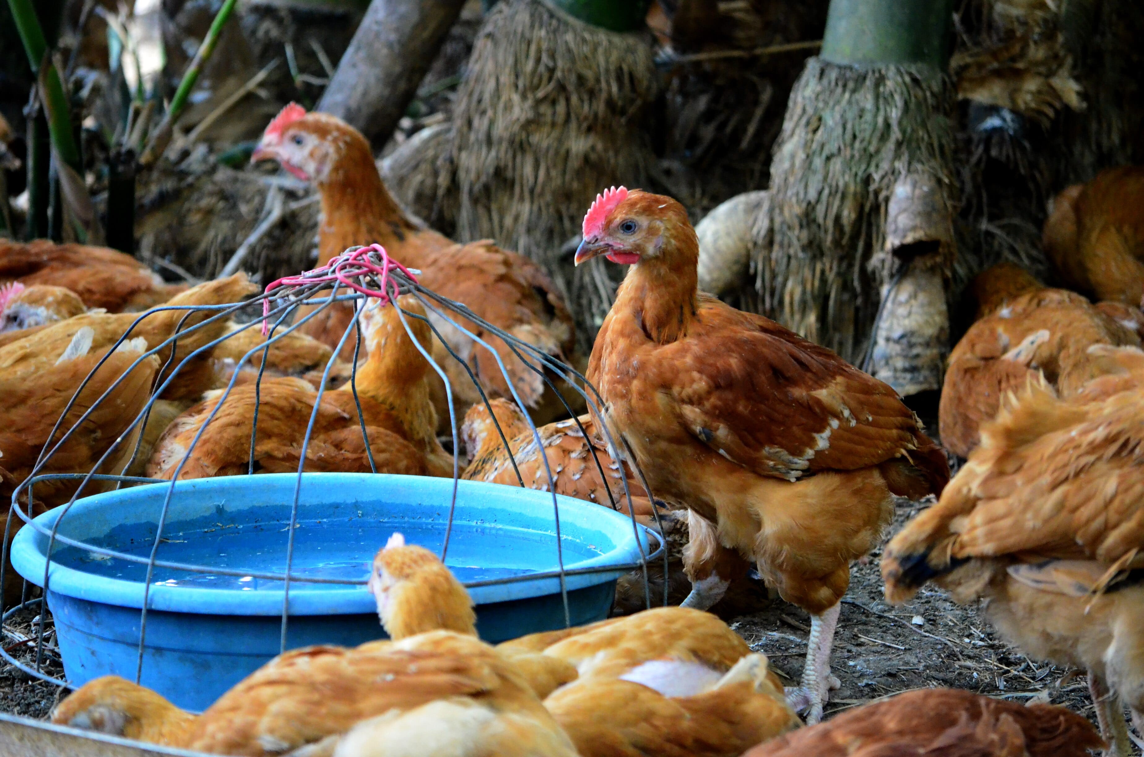 Farming heritage chicken breeds of the Philippines