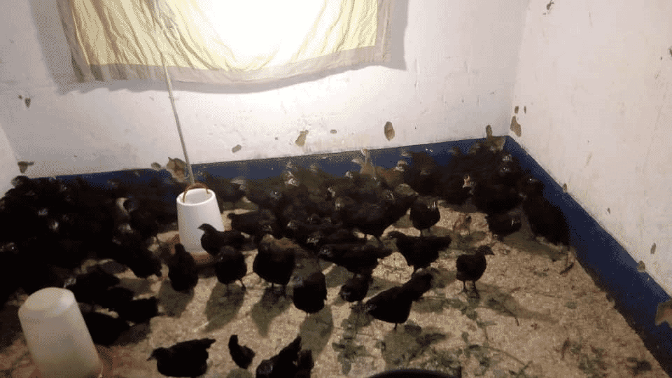 How local farmers handle poultry infections in southern Africa