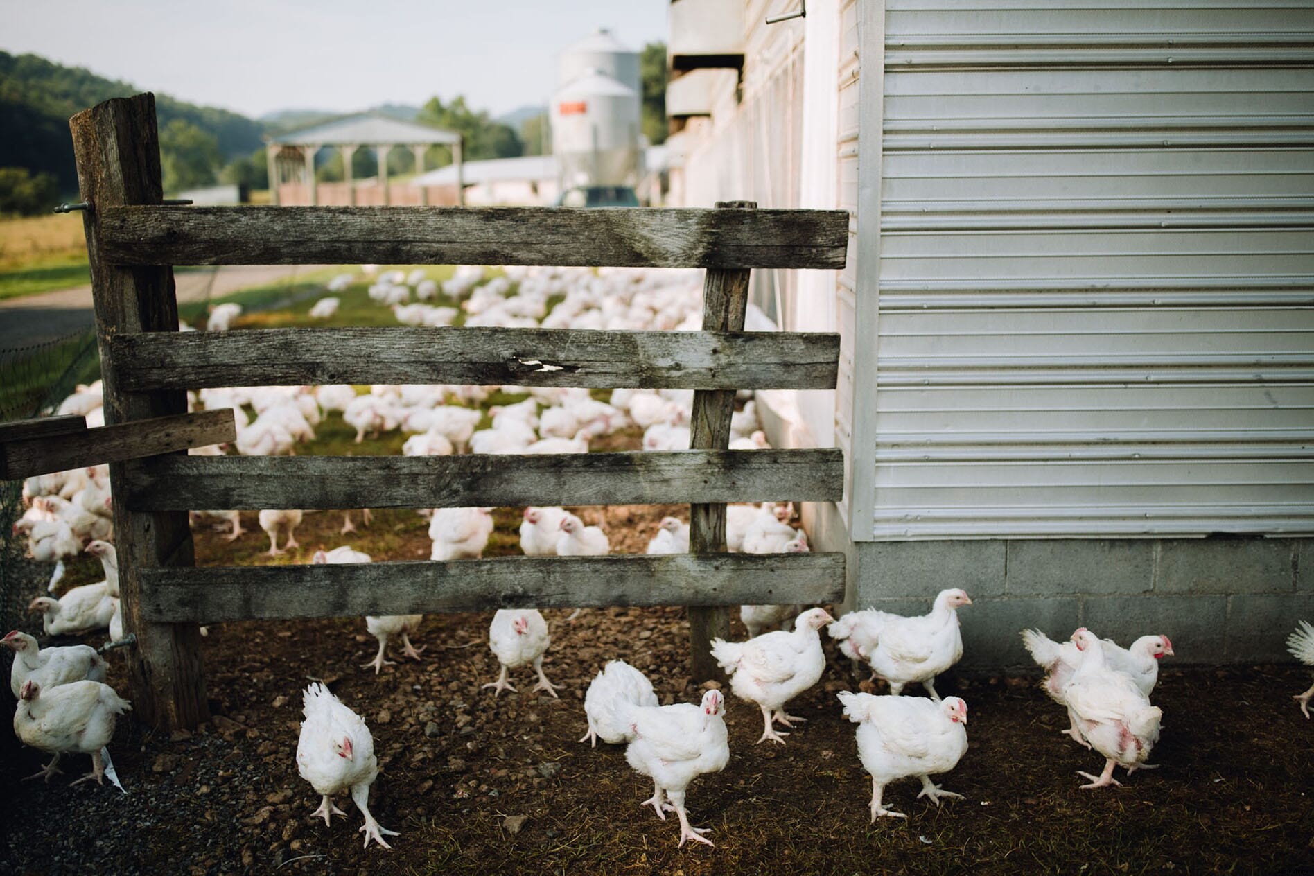 How to stay sustainable while growing your poultry business