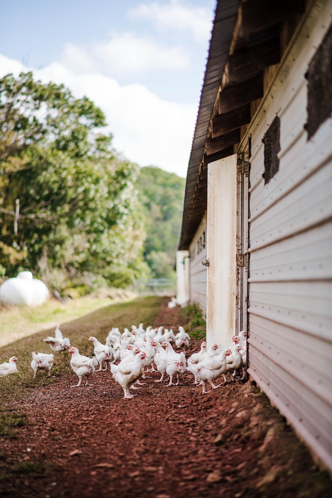 How to stay sustainable while growing your poultry business