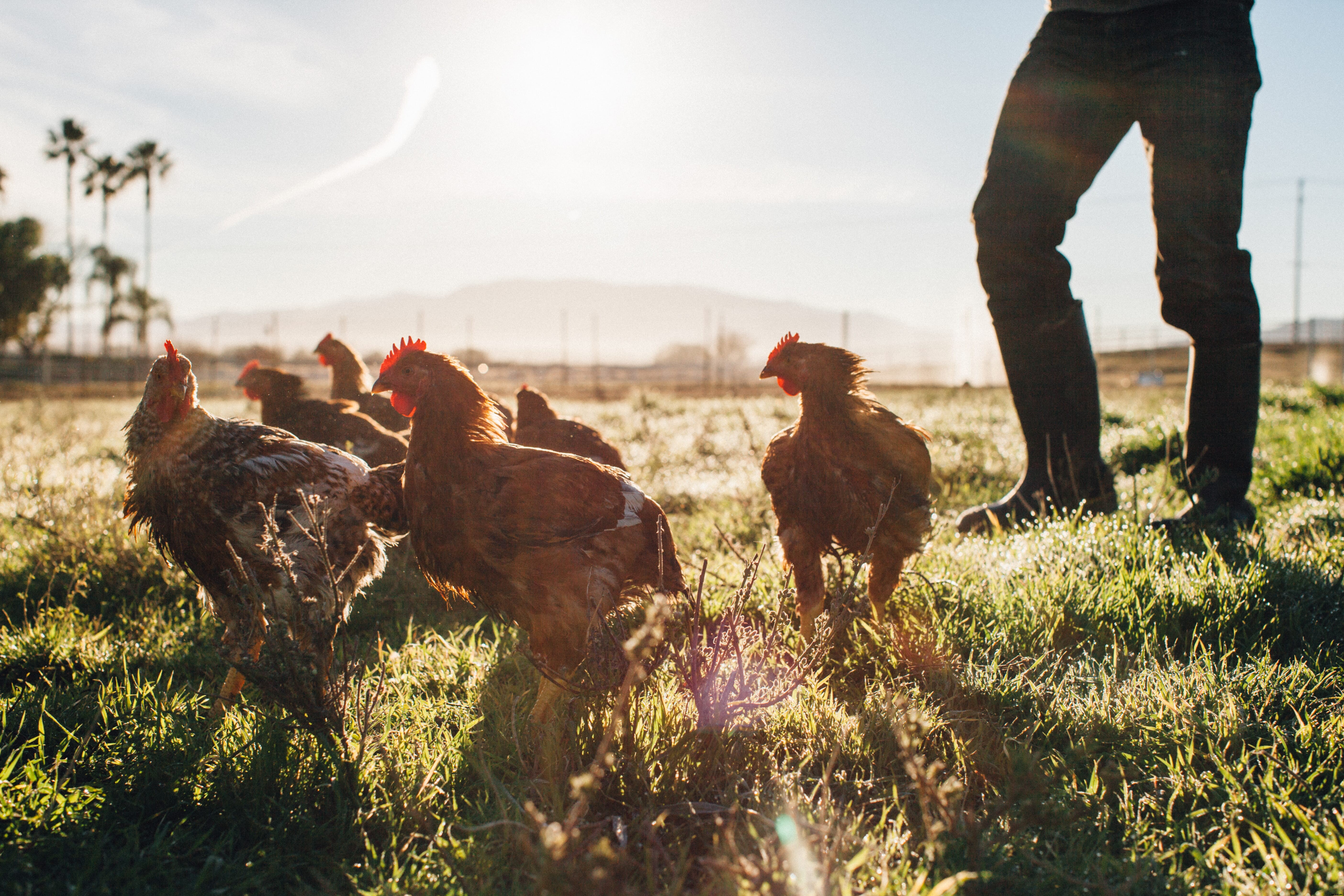 How to stay sustainable while growing your poultry business