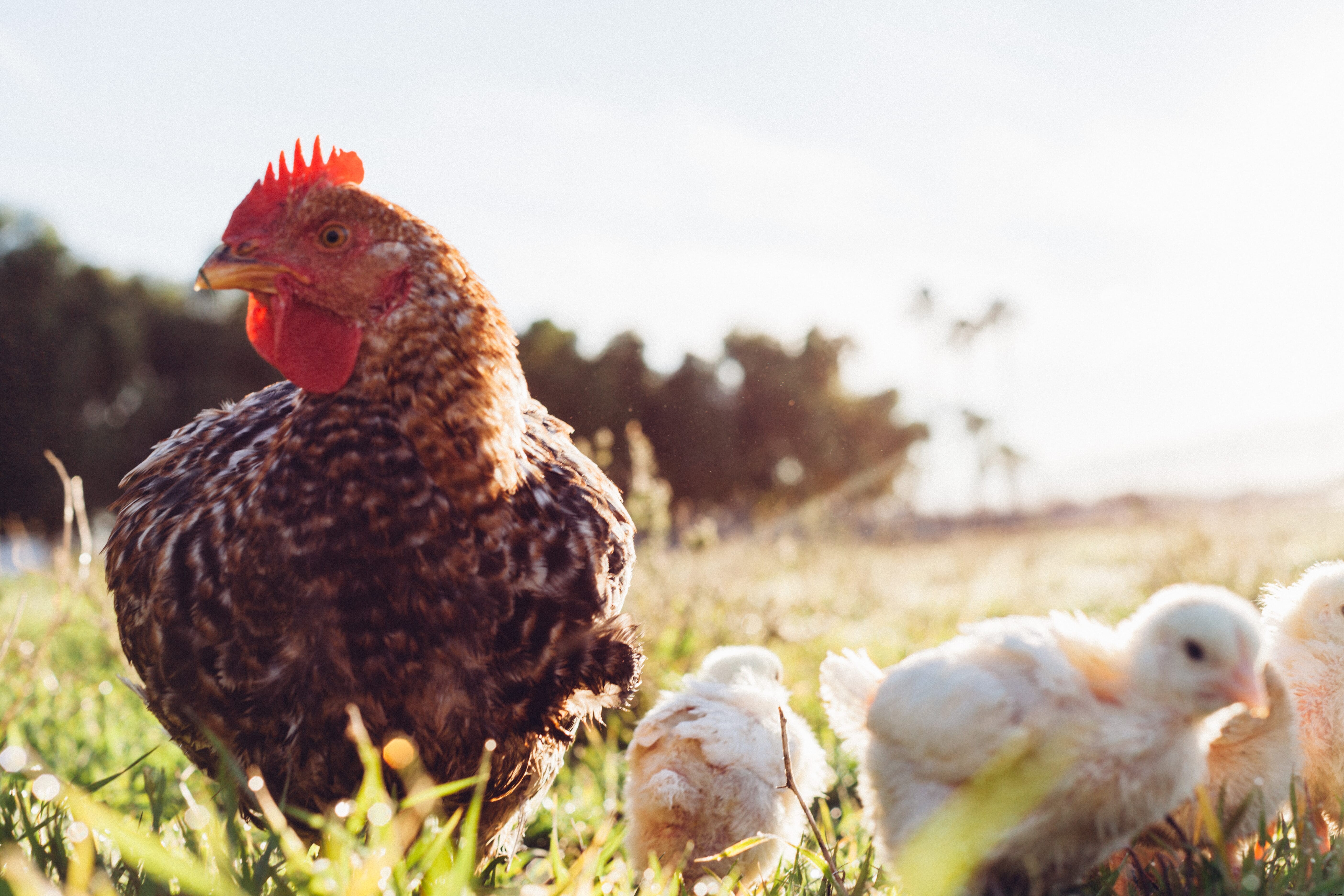 How to stay sustainable while growing your poultry business