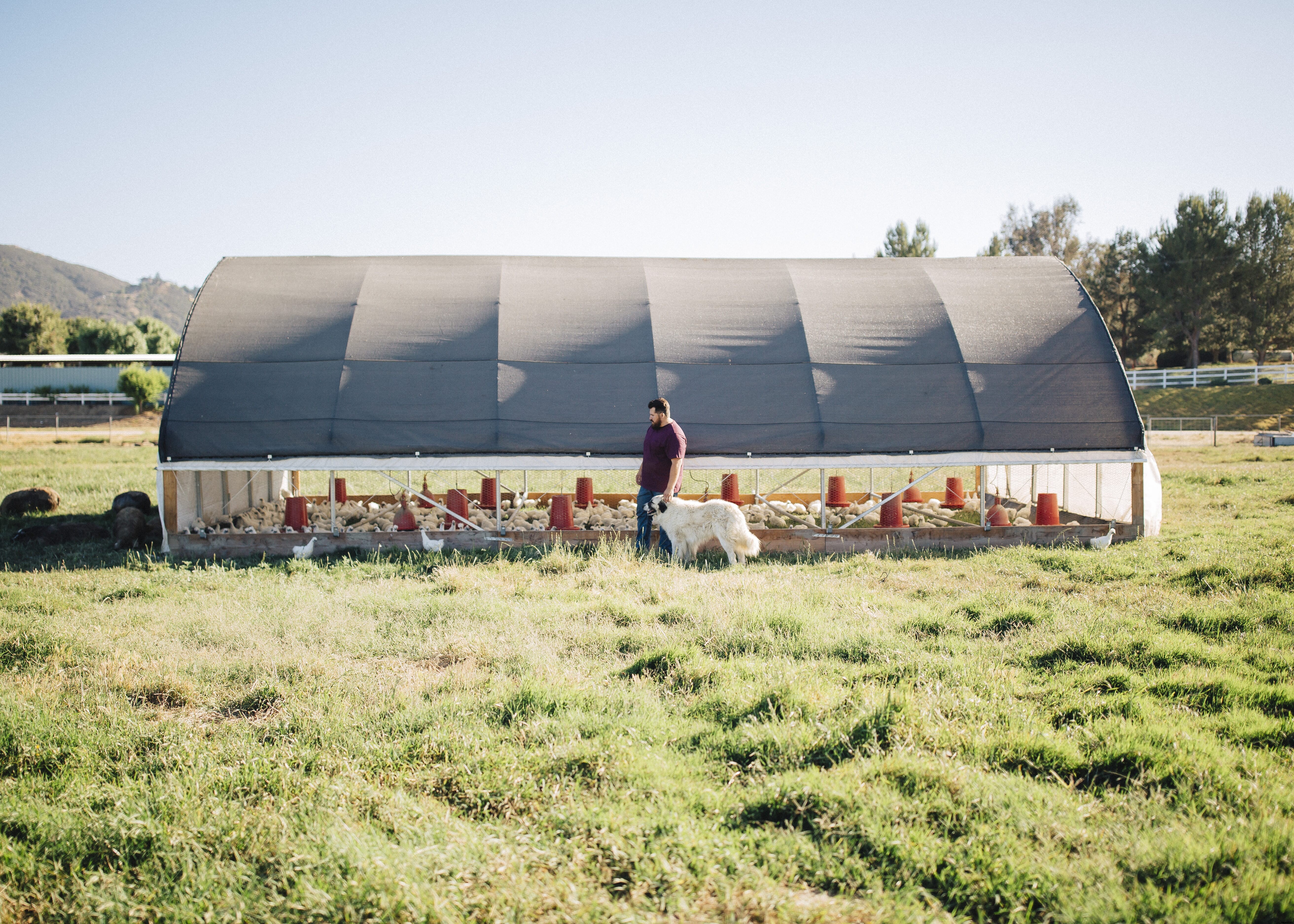 How to stay sustainable while growing your poultry business