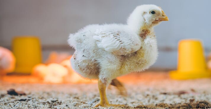 How to prepare for an on-farm  poultry audit