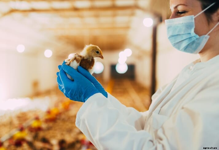 How to prepare for an on-farm  poultry audit