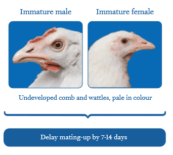 Flock management tip for breeders: Uniformity of sexual maturity