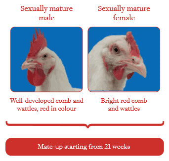 Flock management tip for breeders: Uniformity of sexual maturity