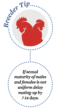 Flock management tip for breeders: Uniformity of sexual maturity