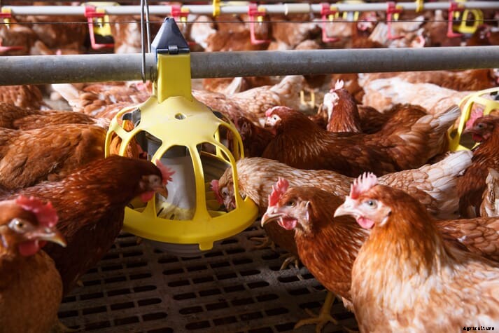Study identifies new tool to manage poultry production costs