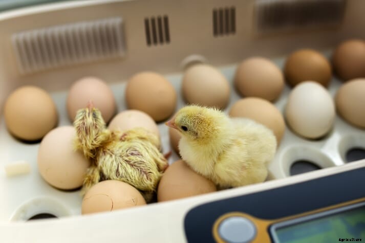 Why you should listen to your newly-hatched chicks