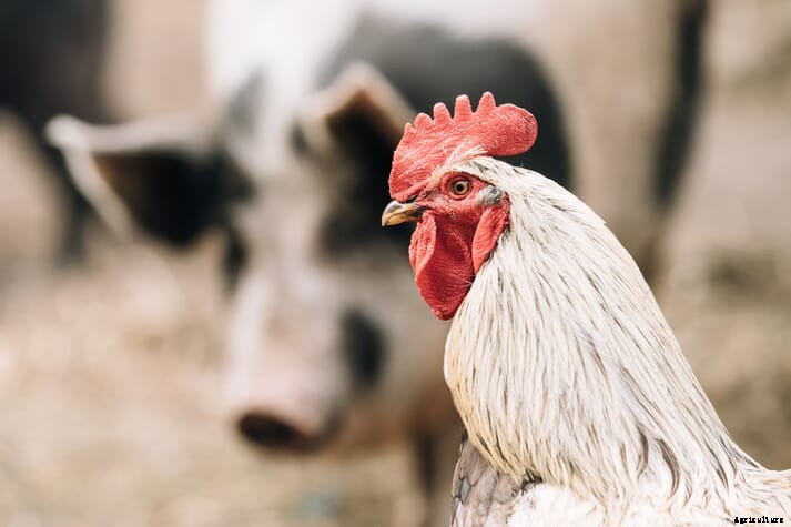 Small abattoirs play a critical role in animal welfare