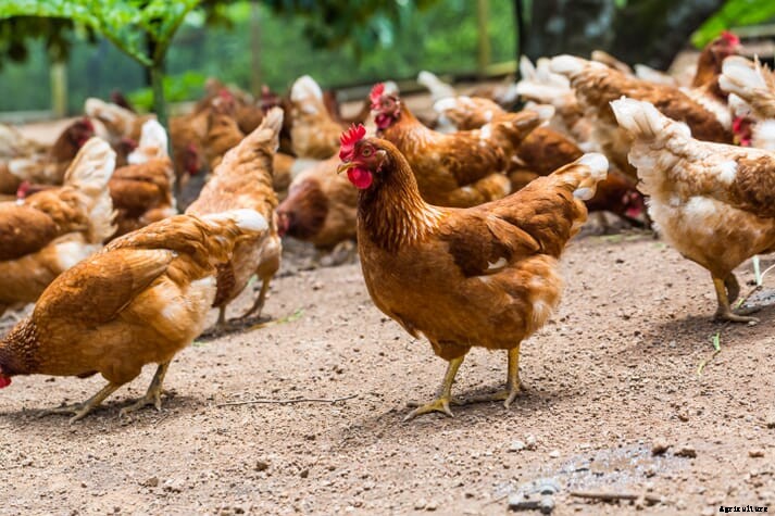 ﻿Red Tractor UK updates labels to communicate welfare standards for chickens