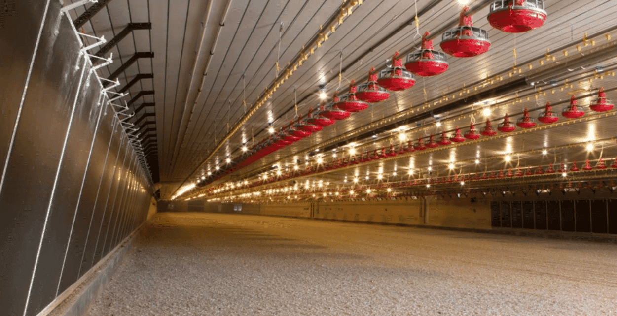 Preparing poultry houses for extended out times