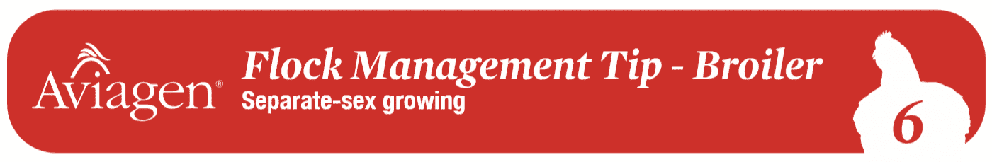 Flock management tip for broilers: Separate-sex growing
