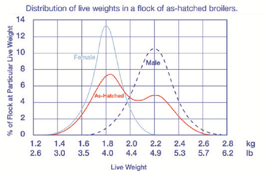 Flock management tip for broilers: Separate-sex growing