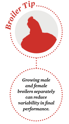 Flock management tip for broilers: Separate-sex growing