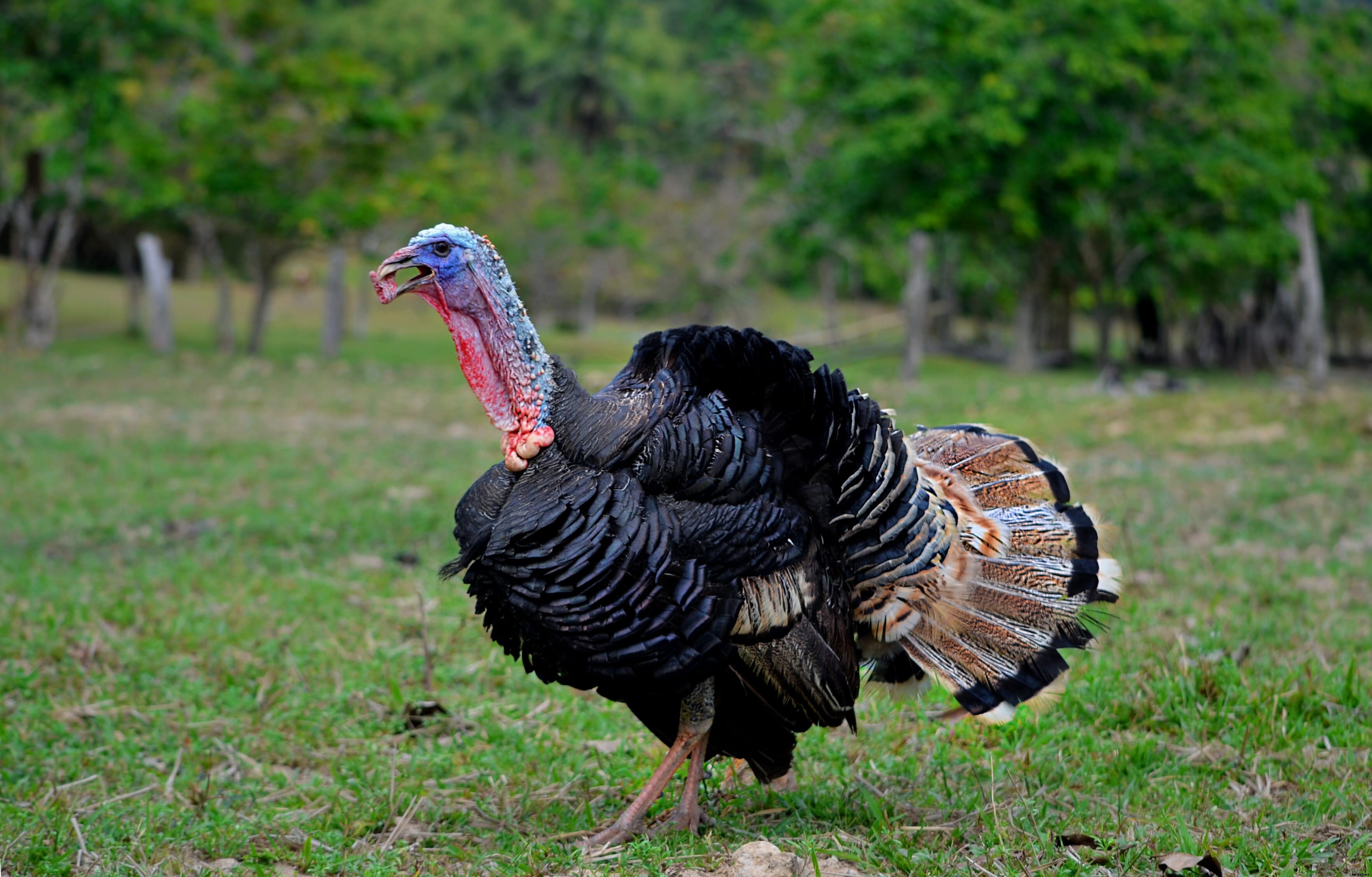 Why turkeys are so important to the Philippines’ poultry industry