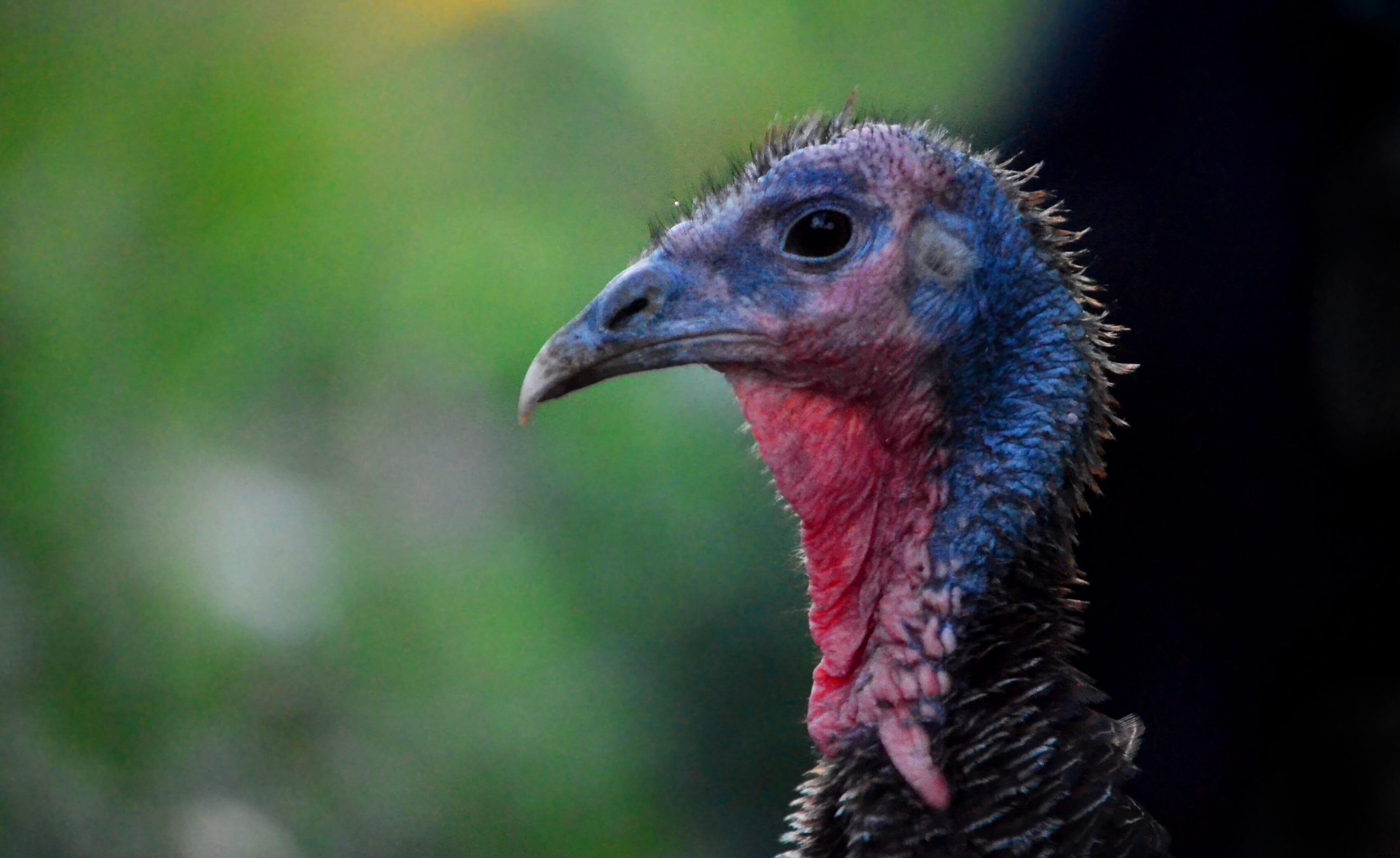 Why turkeys are so important to the Philippines’ poultry industry
