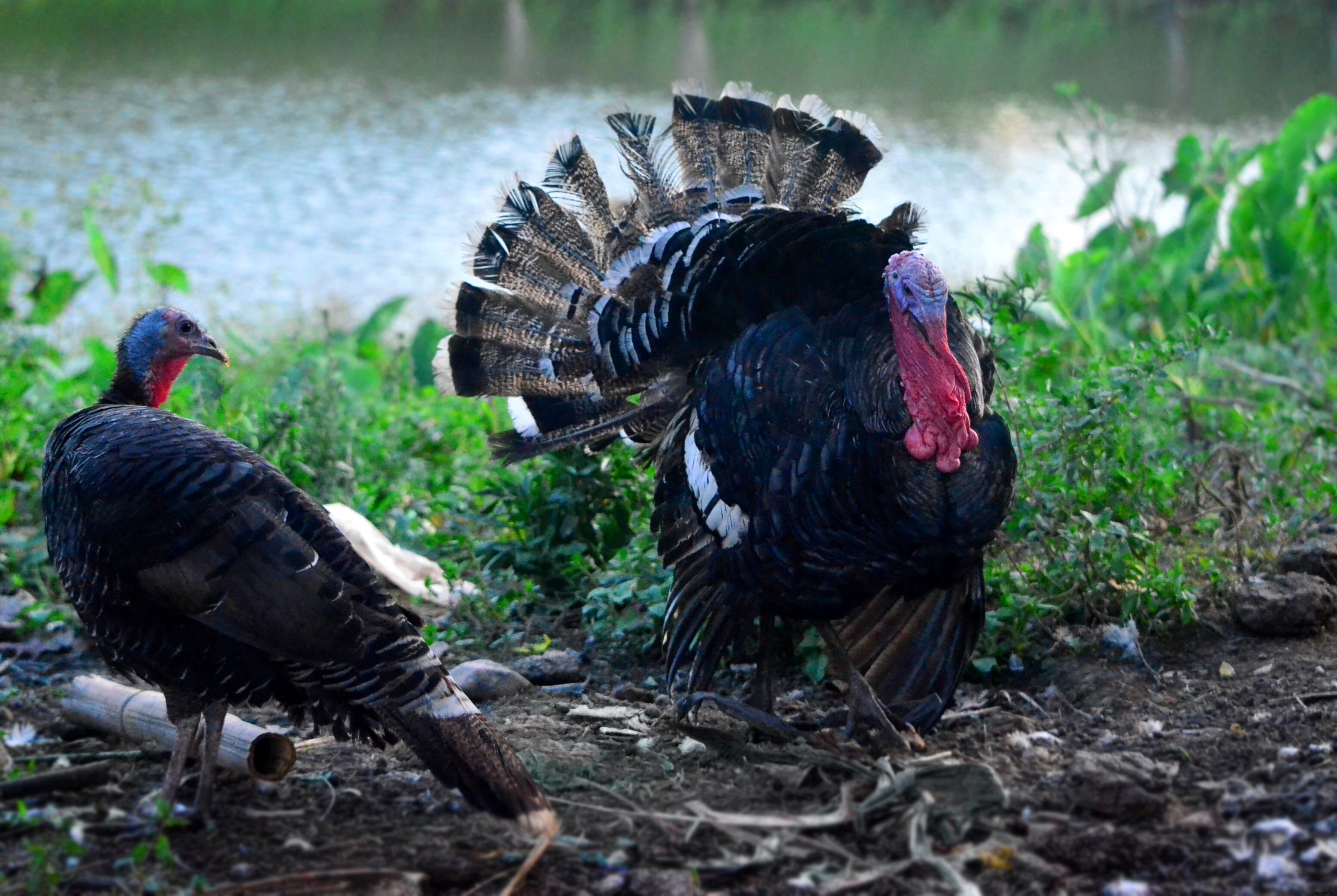 Why turkeys are so important to the Philippines’ poultry industry