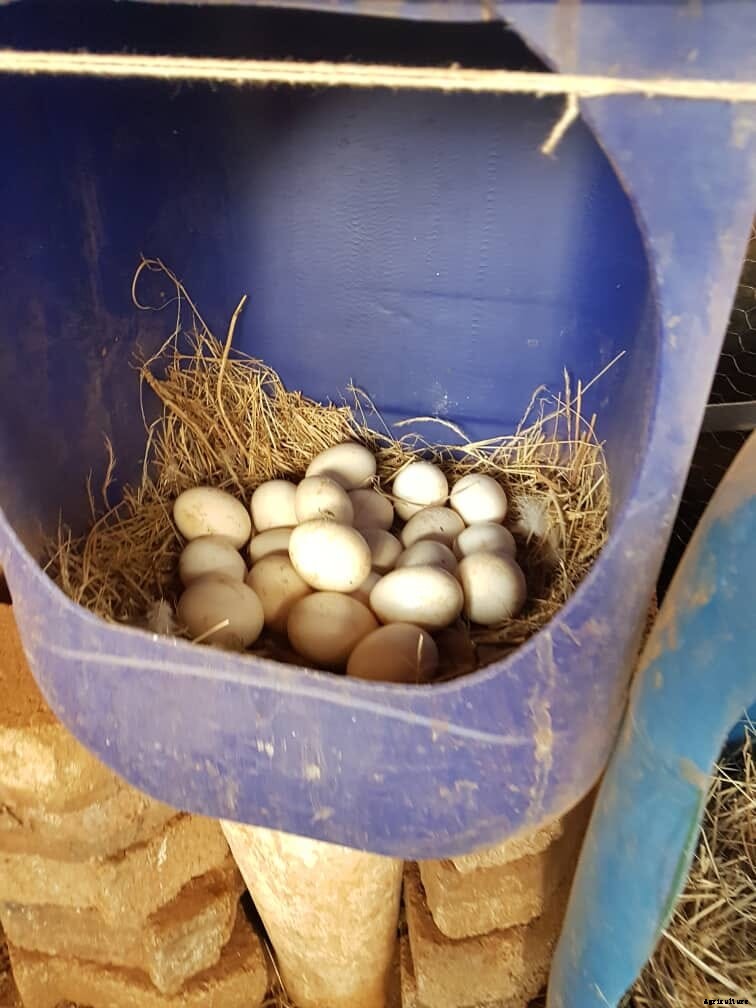 Homegrown heroes: How indigenous poultry is driving growth among Zimbabwe’s producers