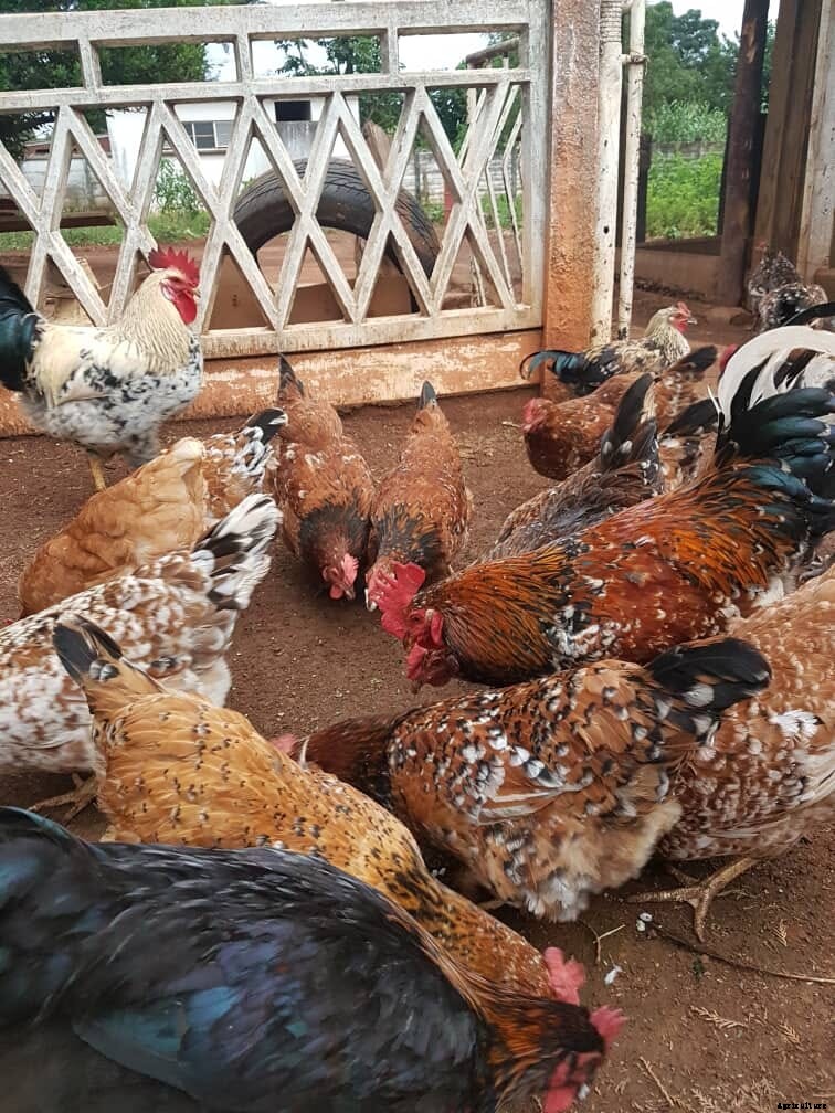Homegrown heroes: How indigenous poultry is driving growth among Zimbabwe’s producers