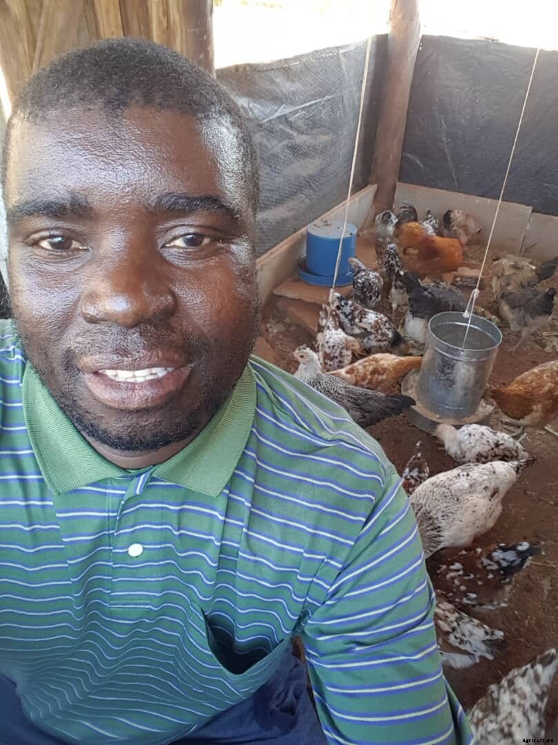 Homegrown heroes: How indigenous poultry is driving growth among Zimbabwe’s producers