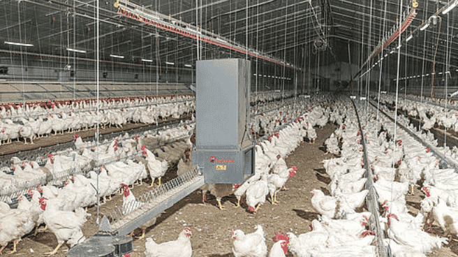 MaleChain completes the wide range of Big Dutchman products for broiler breeder management