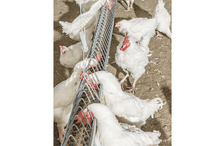 MaleChain completes the wide range of Big Dutchman products for broiler breeder management