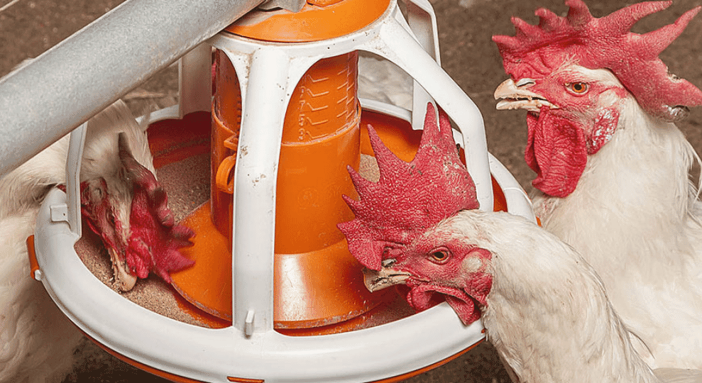 MaleChain completes the wide range of Big Dutchman products for broiler breeder management