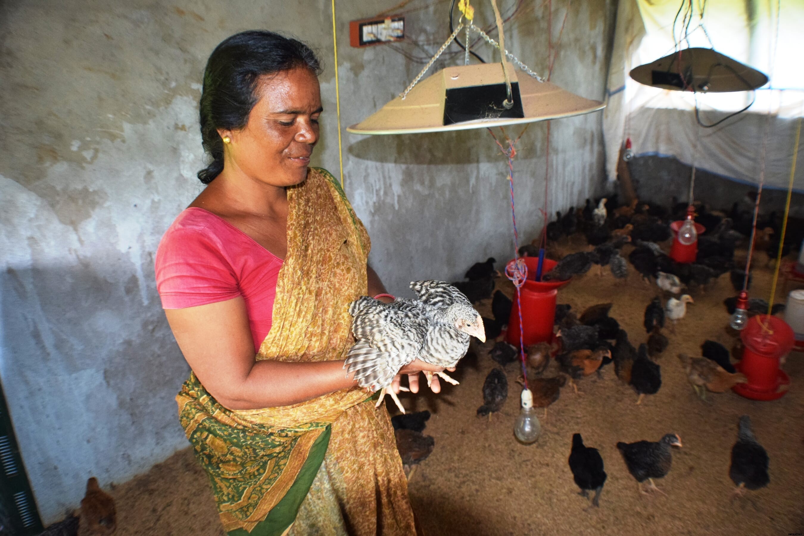 Poultry taboo is one more social barrier for women and girls in parts of India