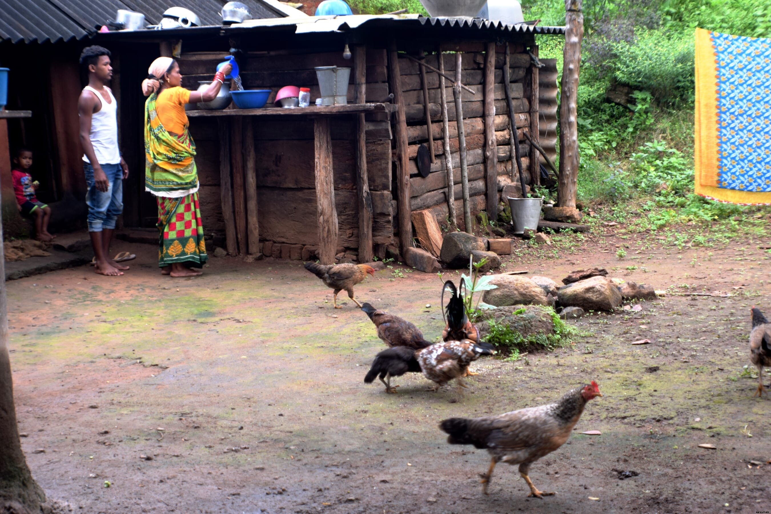 Poultry taboo is one more social barrier for women and girls in parts of India