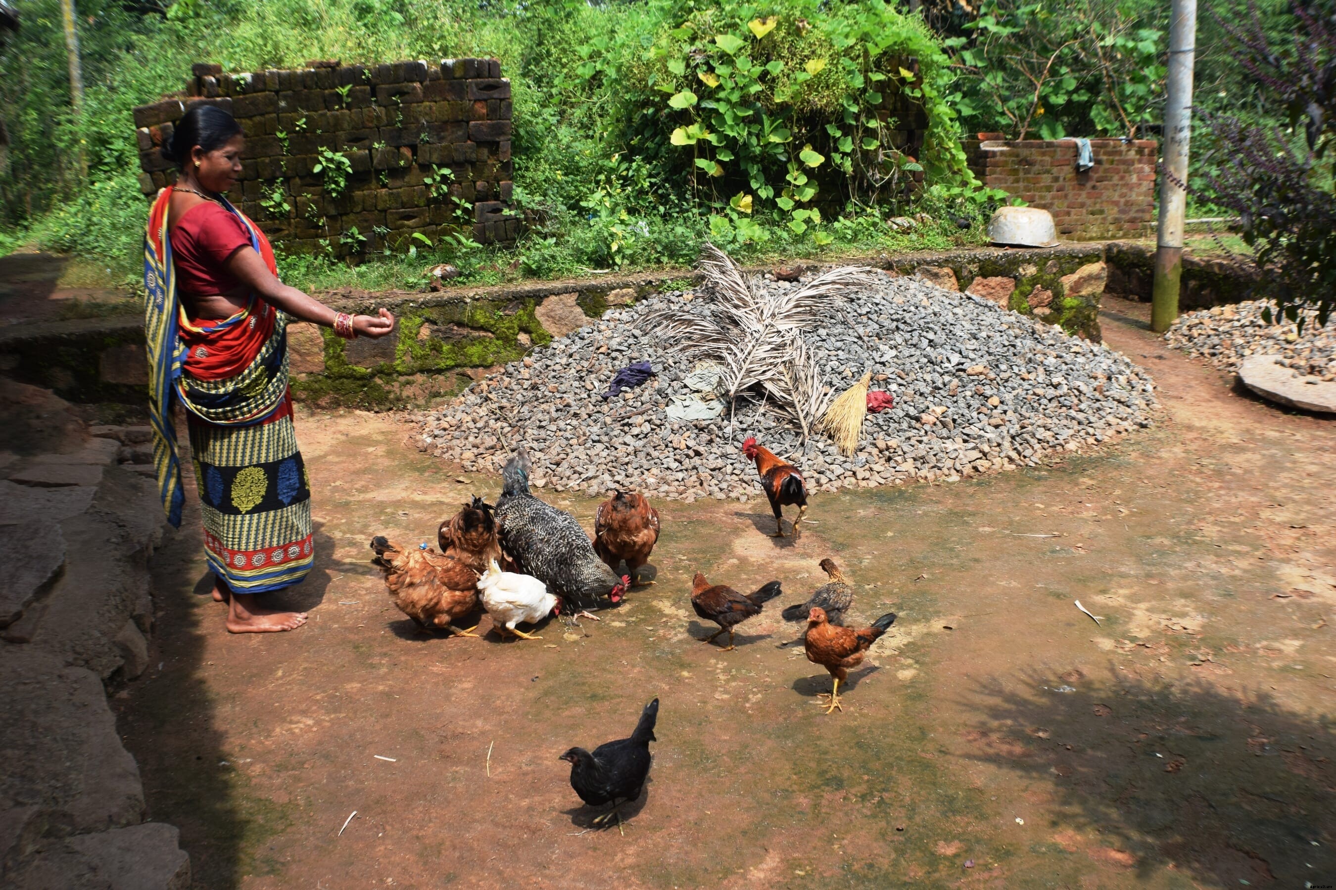 Poultry taboo is one more social barrier for women and girls in parts of India