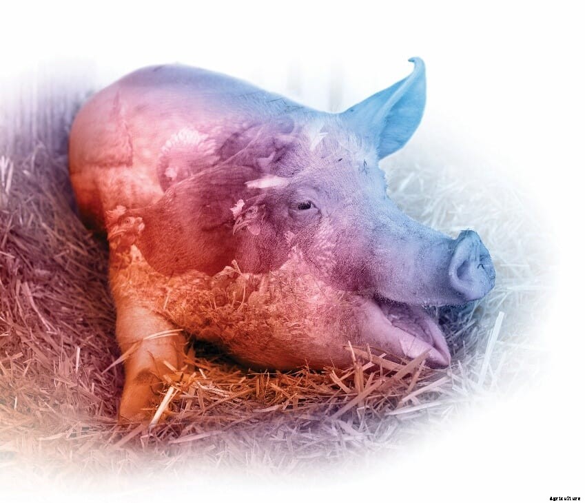 Producers and processors in the top tier of the 2020 Business Benchmark on Farm Animal Welfare