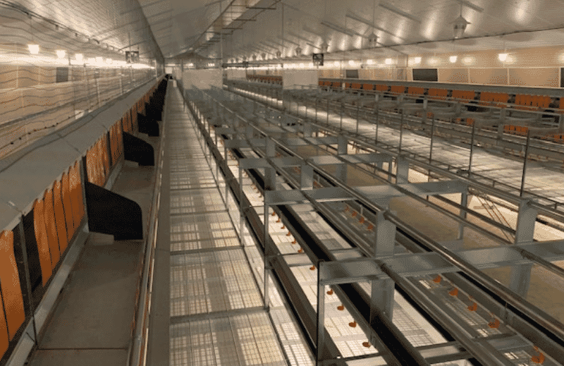 France: welfare barn for egg production inaugurated