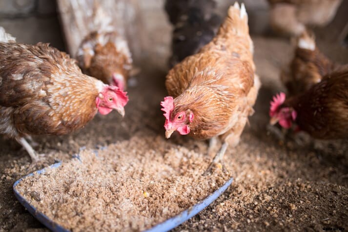 Ten natural tips for healthy poultry growth
