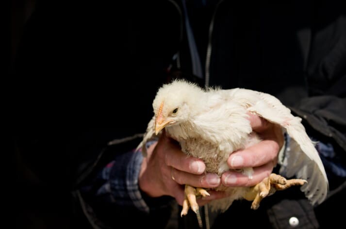 Ten natural tips for healthy poultry growth