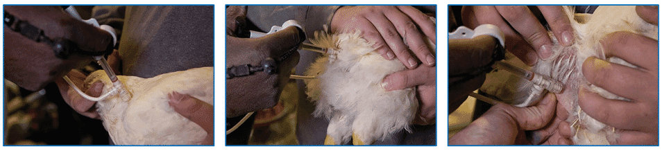 Bacterin usage in flock management