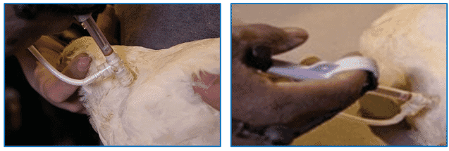 Bacterin usage in flock management