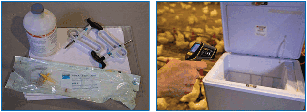 Bacterin usage in flock management